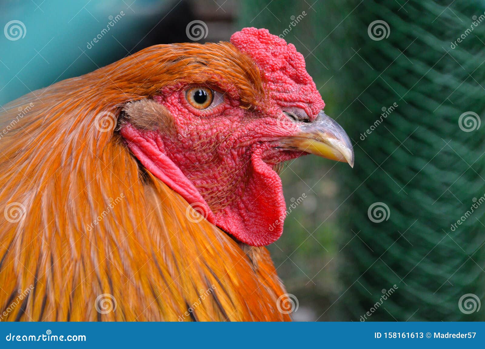 Beautiful orange rooster stock image. Image of farm 158161613
