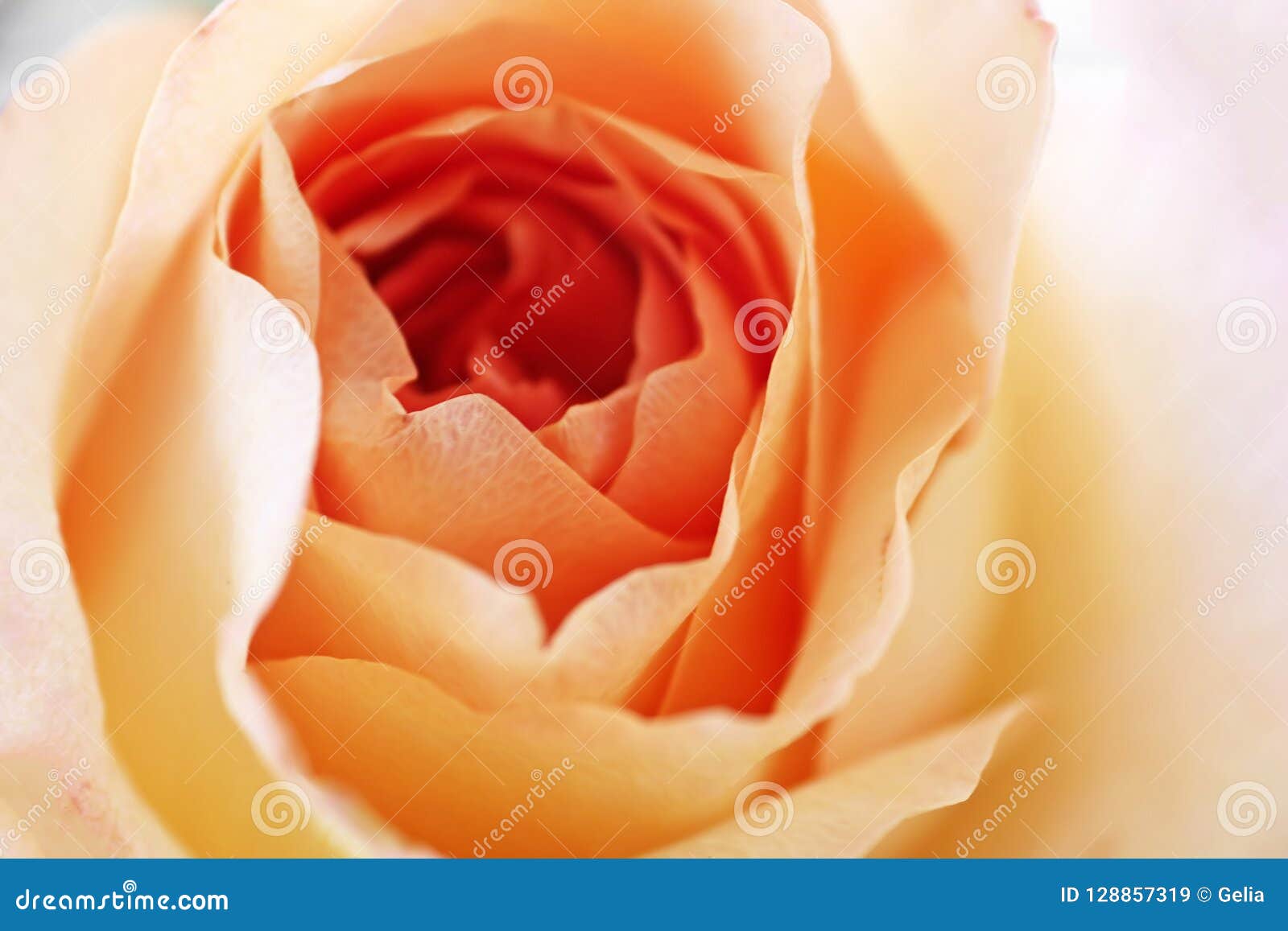 beautiful orange rose close up