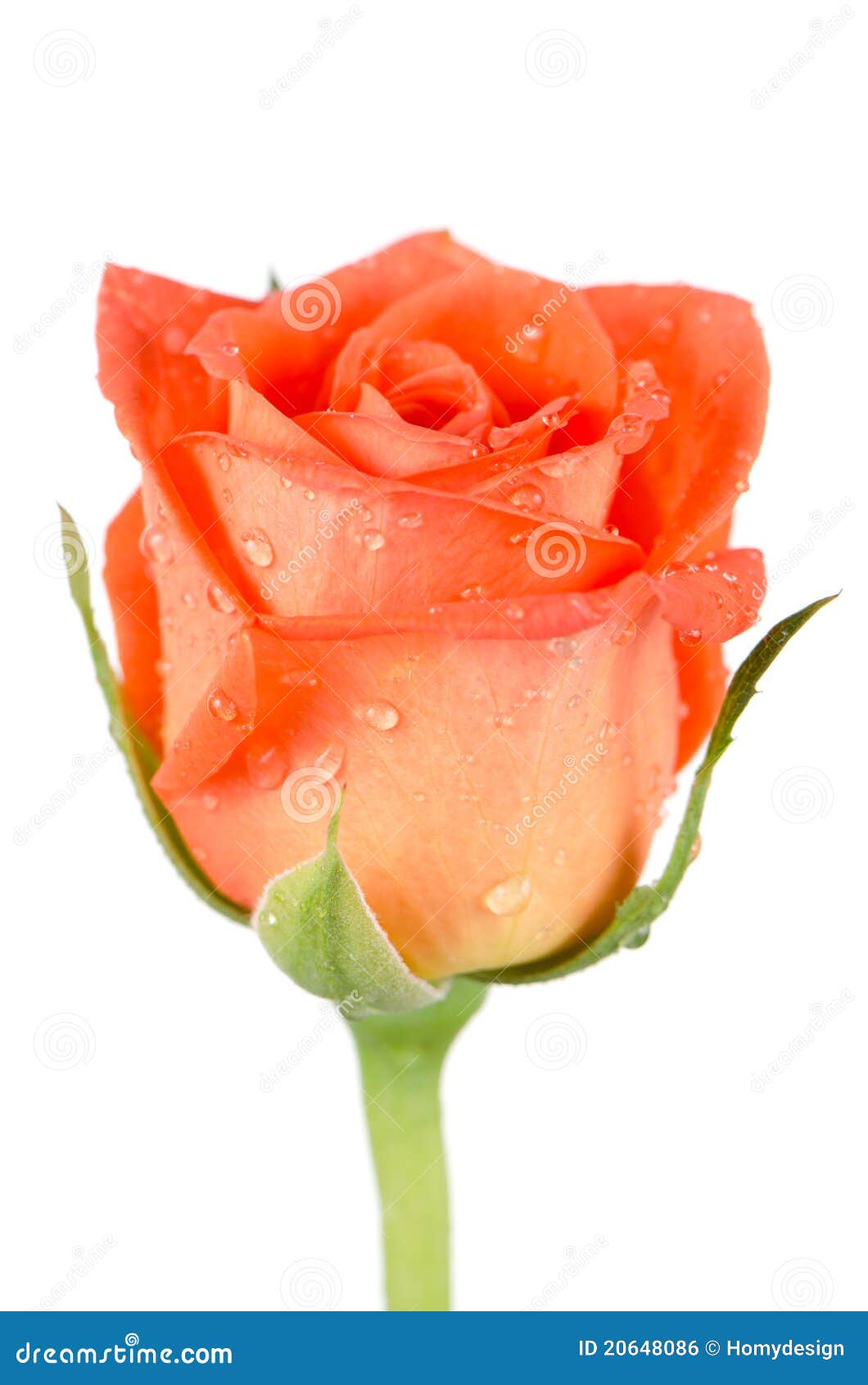 Beautiful Orange Rose Flower Stock Photo Image of natural, branch