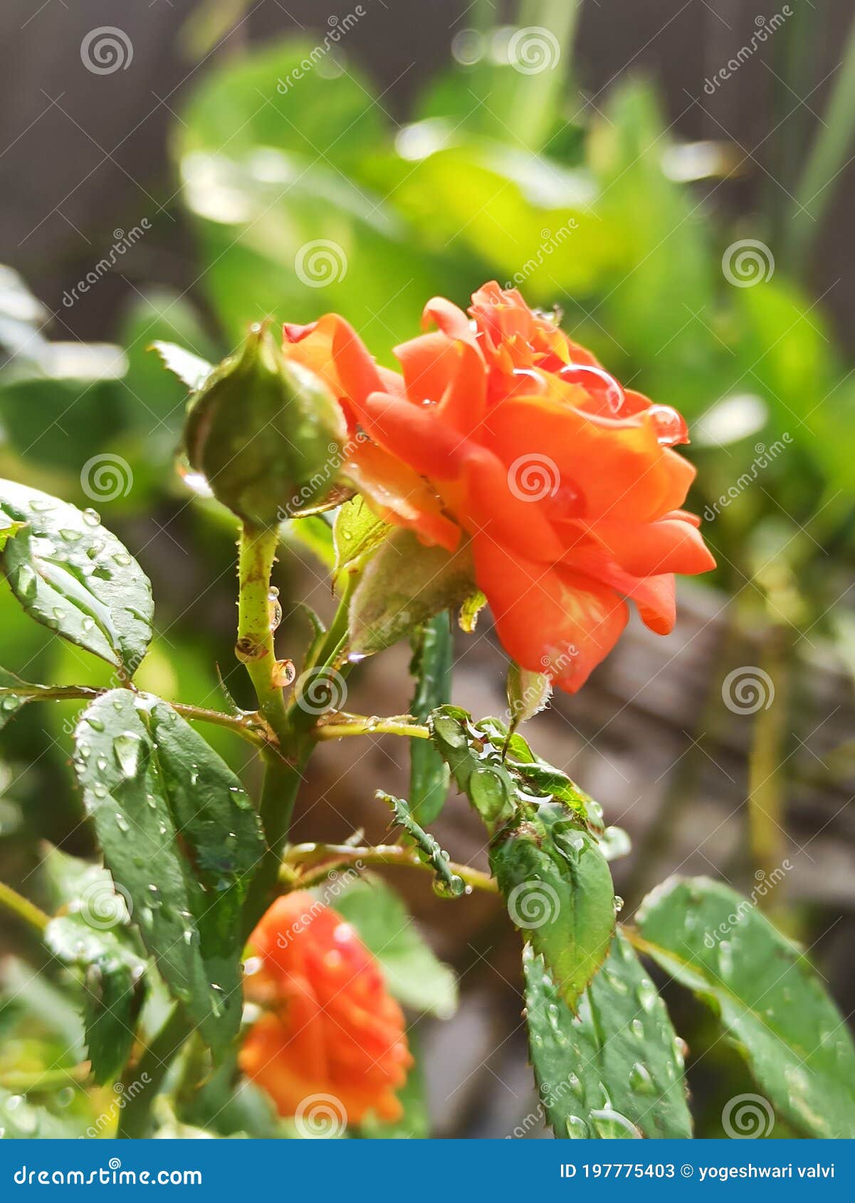Beautiful Orange Rose Flower. Stock Image Image of blure, beautiful