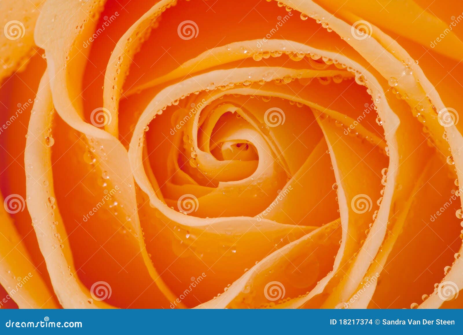 Beautiful Orange Rose with Water Drops Stock Photo Image of love