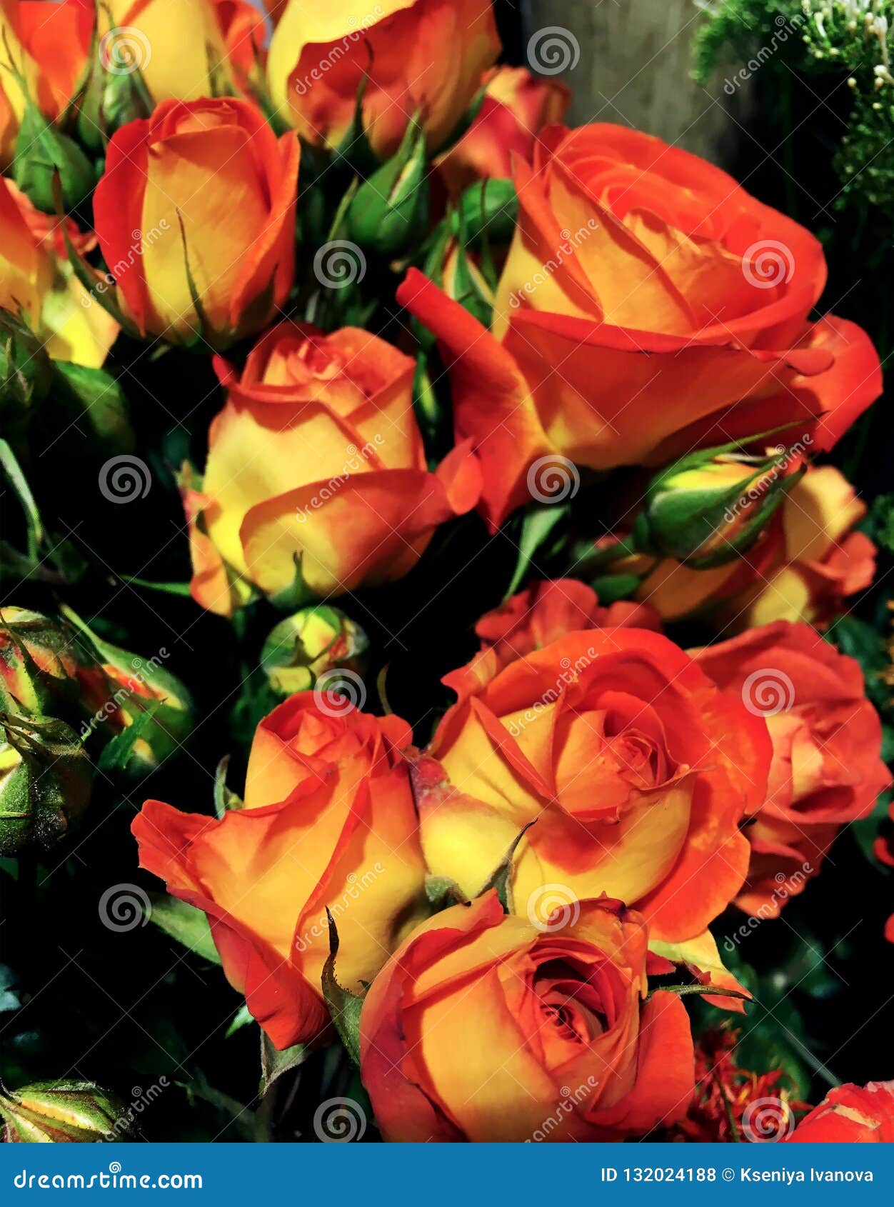 orange roses images