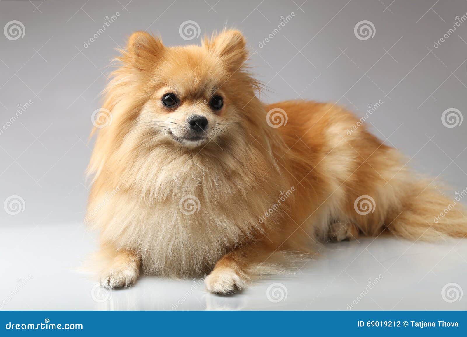 Small german spitz 2025