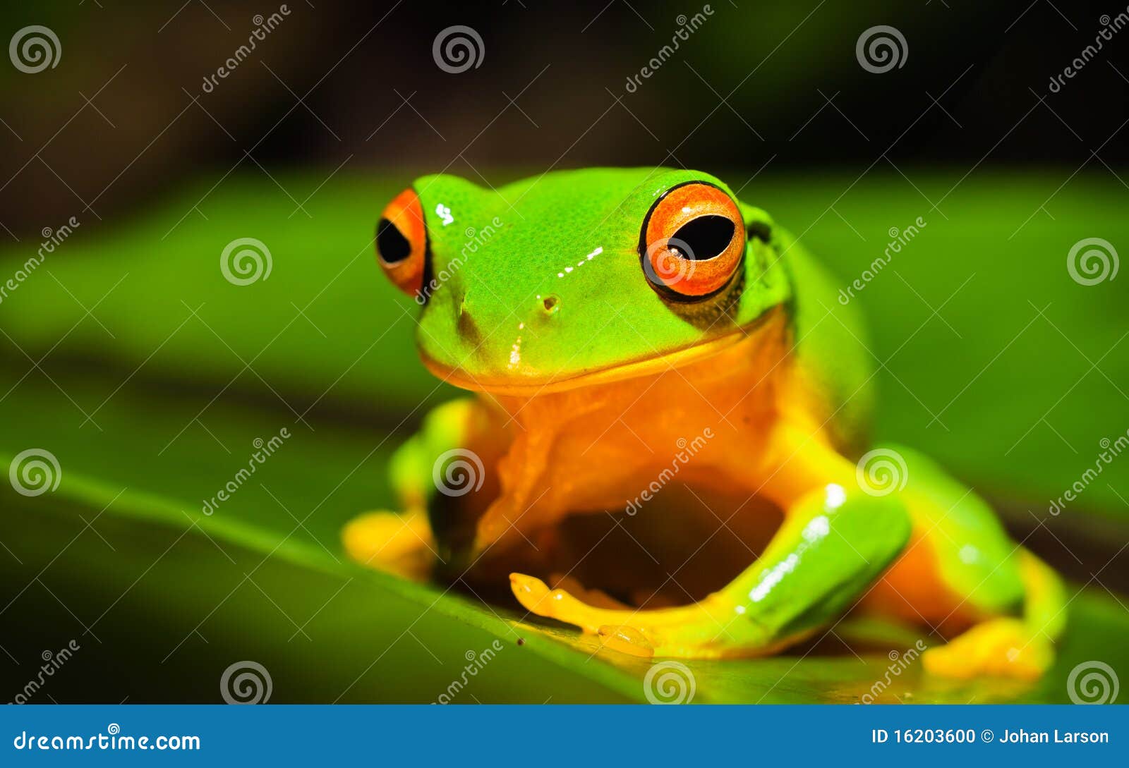 Beautiful Orange Thighed Green Tree Frog Stock Photo - Image of