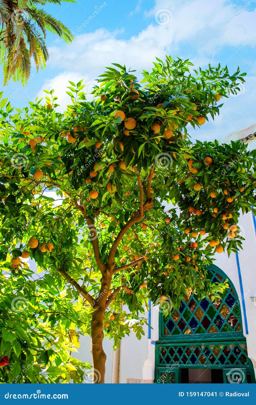 Beautiful Orange Tree on a Background of Blue Sky. Nature Stock Image -  Image of orangetree, blue: 159147041