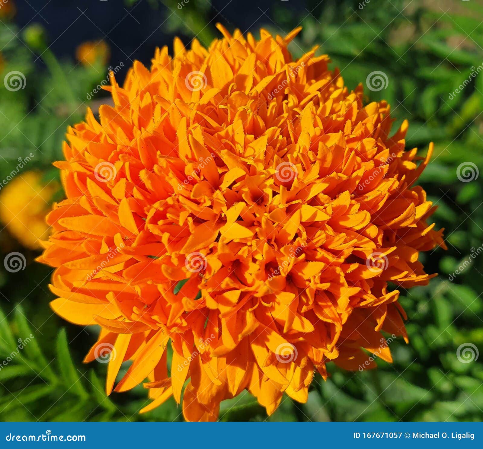 My Image 24