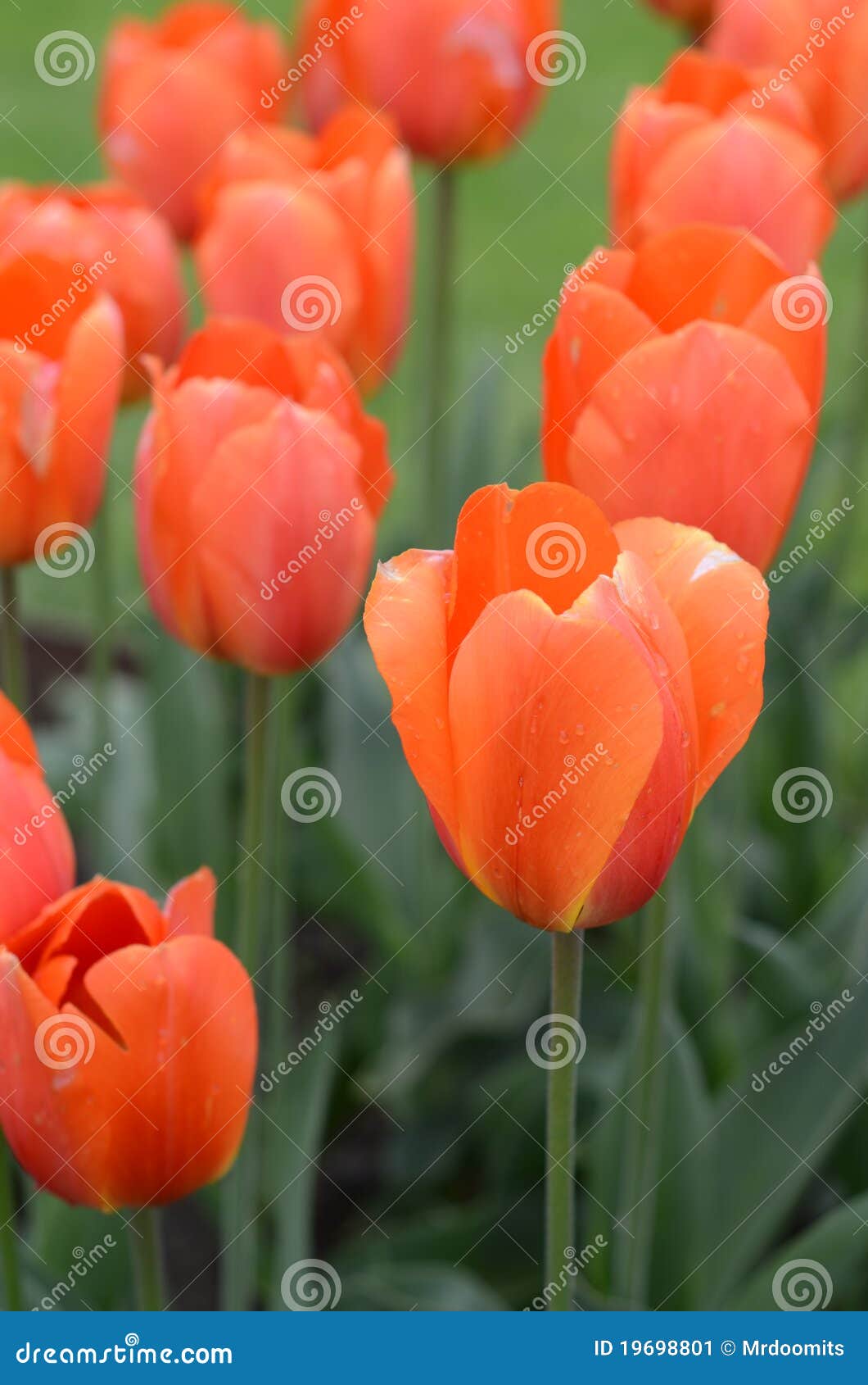 Beautiful Orange Tulips stock image. Image of garden 19698801
