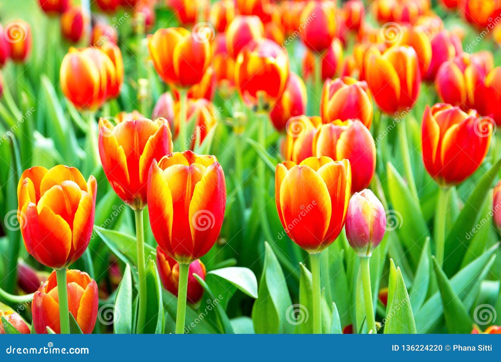 Beautiful orange tulips stock photo. Image of endless - 136224220