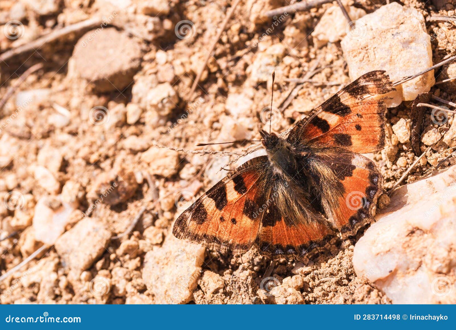 Beautiful Orange Urticaria Butterfly Sits on a Clay Surface. Stock