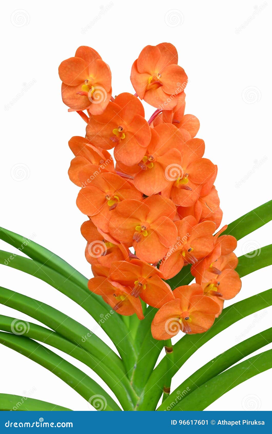 Beautiful Orange Vanda Orchids Stock Image - Image of romantic, natural:  96617601