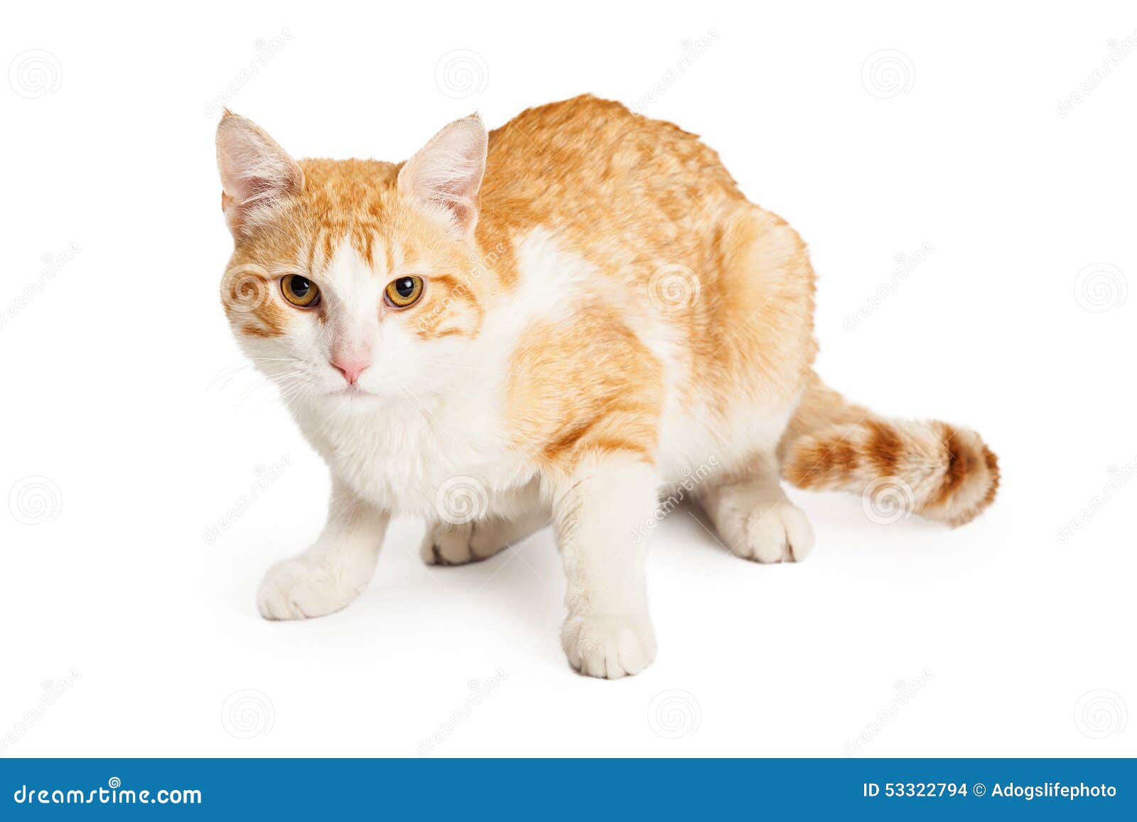 Beautiful Orange And White Mixed Breed Cat Stock Photo ...