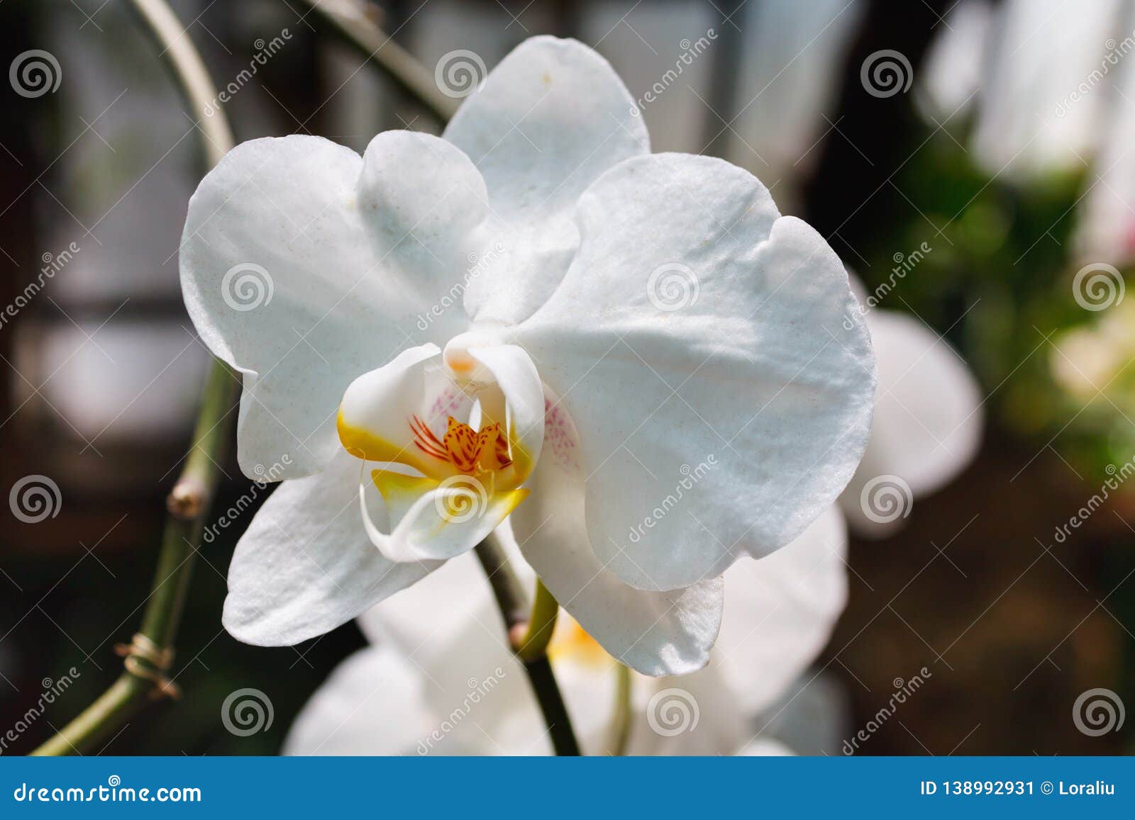 beautiful orchid branch on abstract blurred background