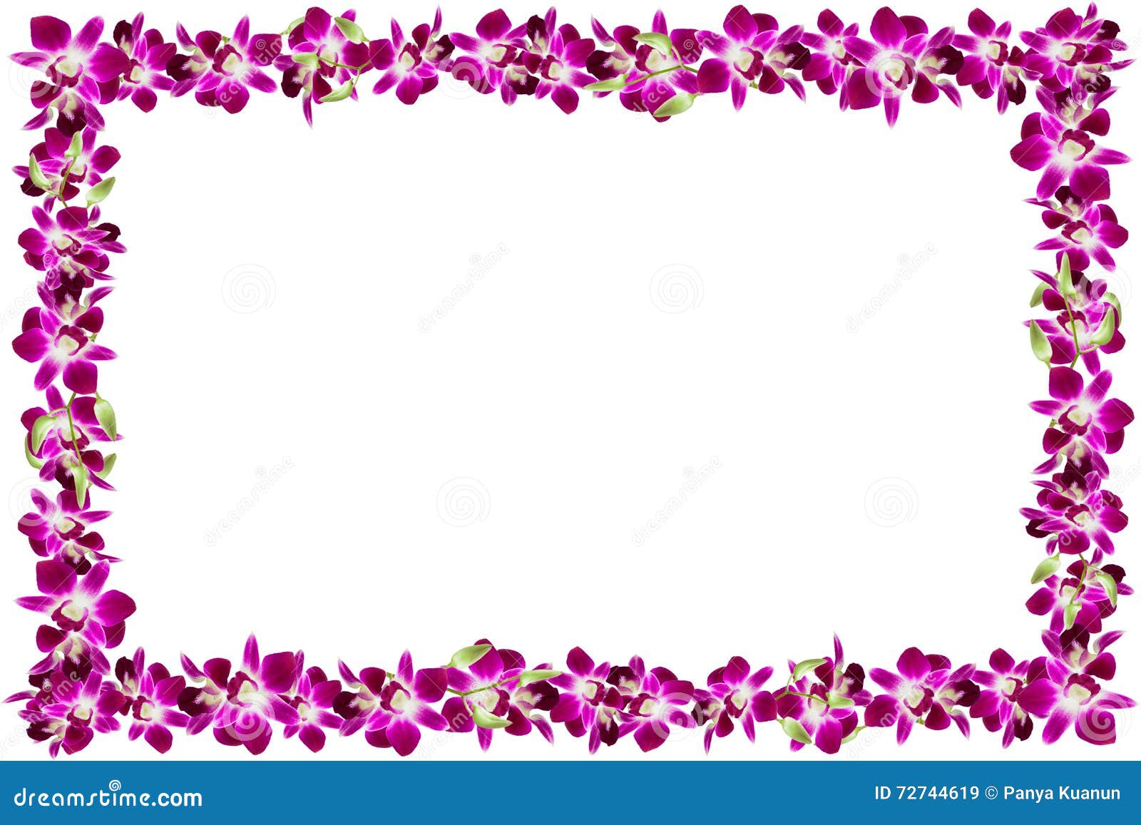 Beautiful Orchid Flower Frame on White Background. Stock Image Image