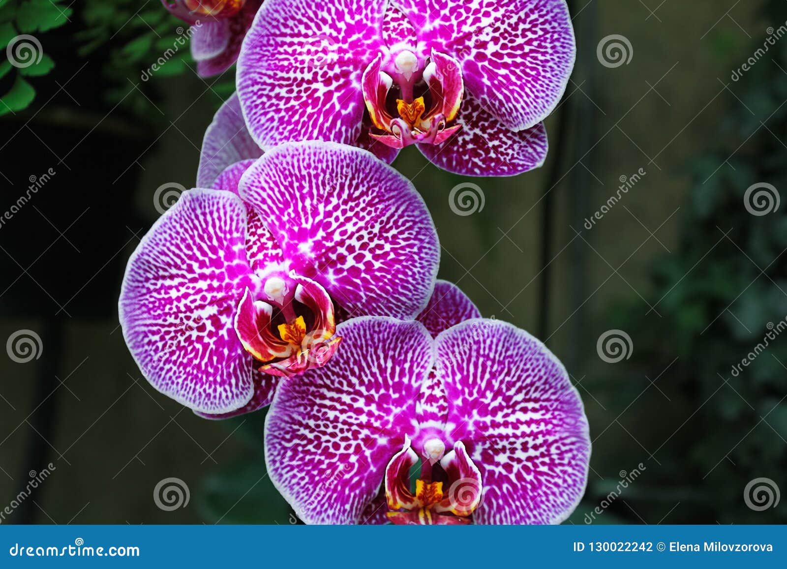 Why Orchids are Beautiful 