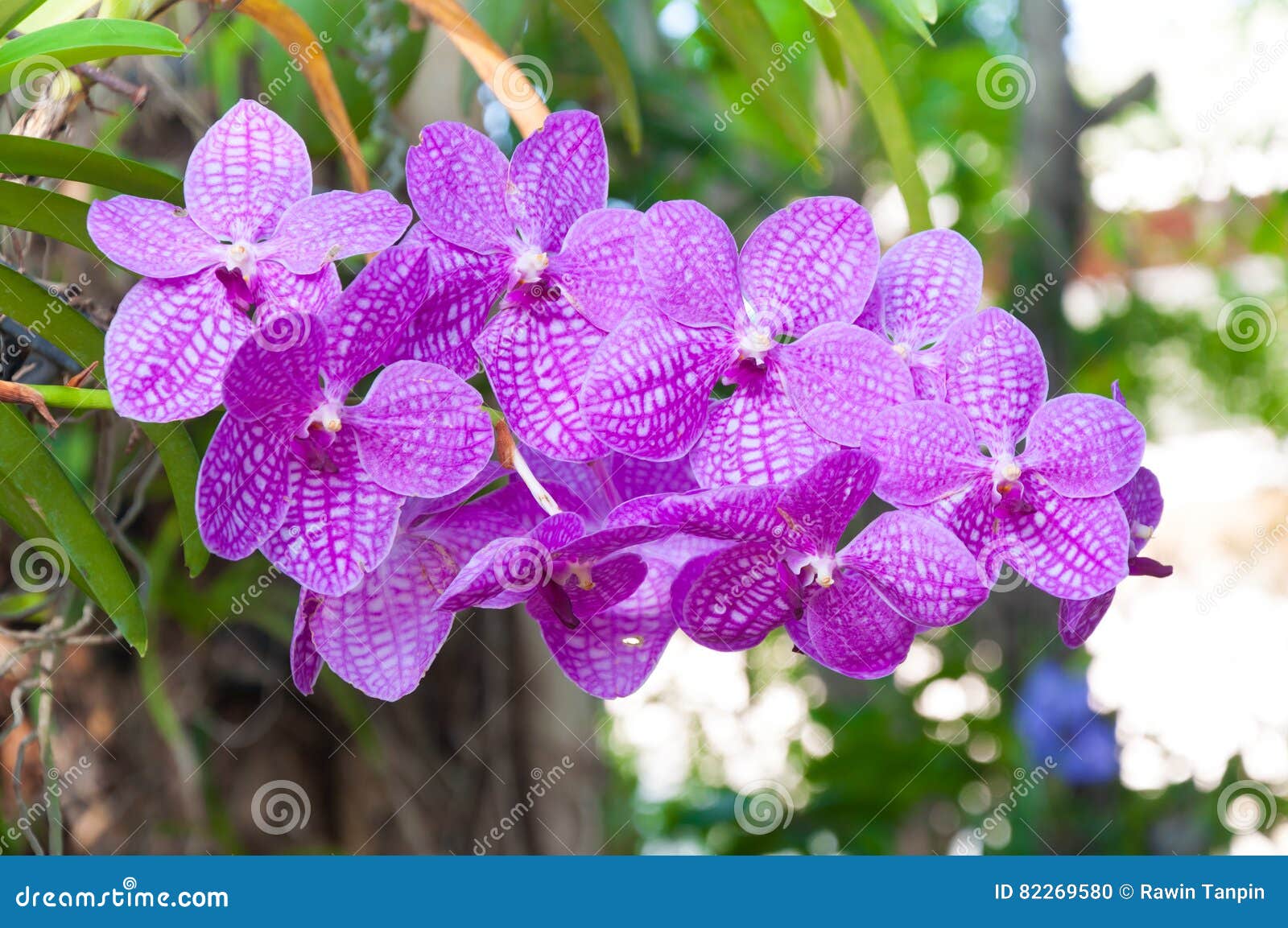 Beautiful Orchid Flowers Violet Hybrid Vanda Stock Photo - Image of branch,  ascocenda: 82269580