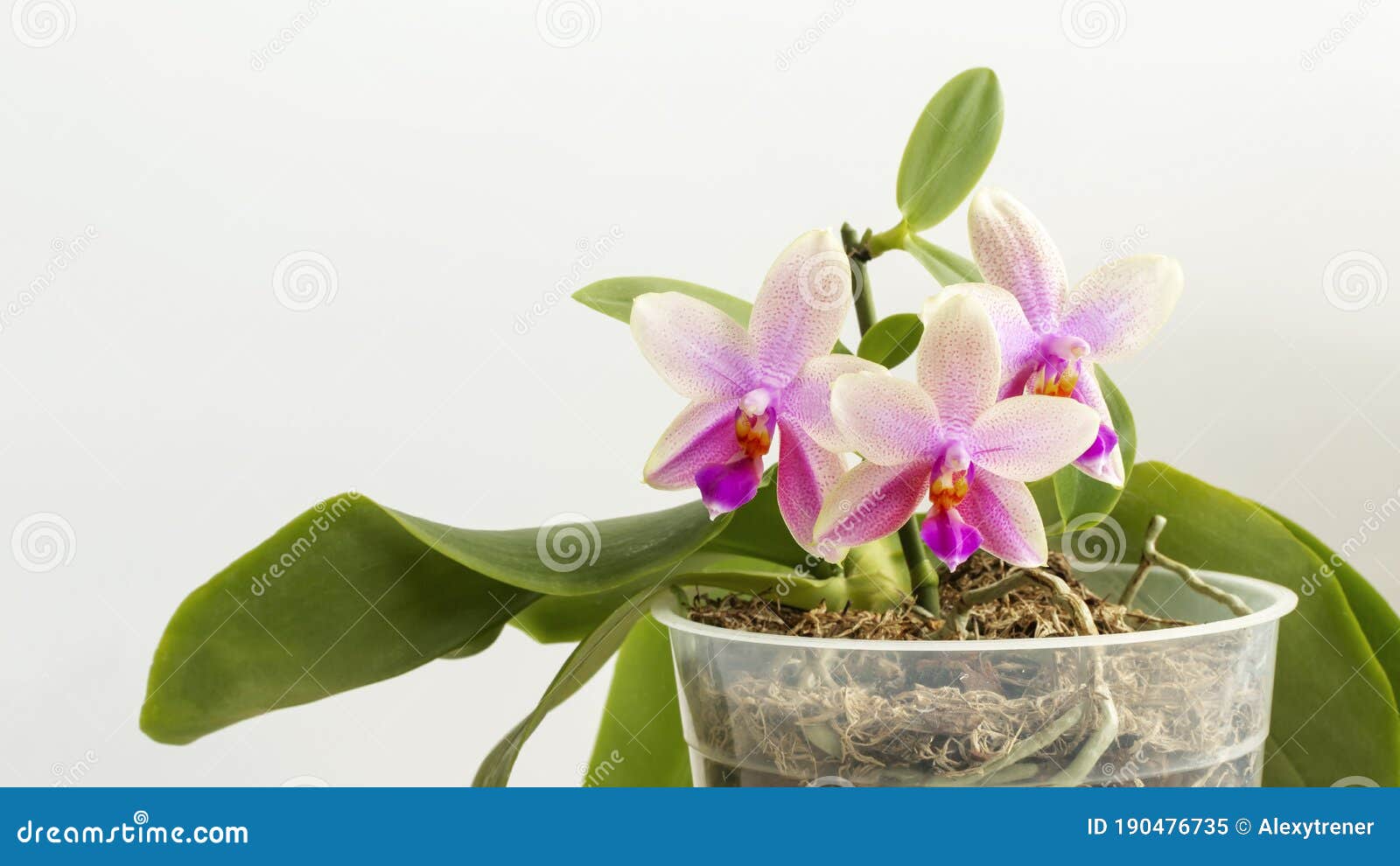 Beautiful Orchid Liodoro on White-grey Background. Phalaenopsis Hybrid with  Baby Orchid. Close Up Stock Image - Image of bouquet, perfumery: 190476735