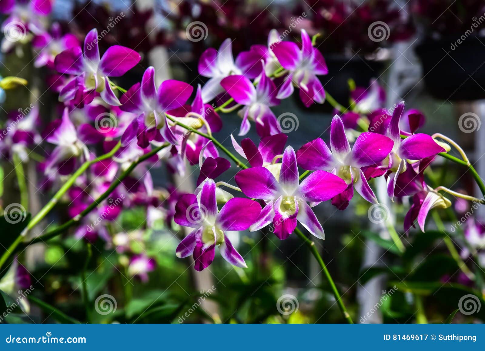 Beautiful Orchid in Plant Nursery Stock Image Image of black