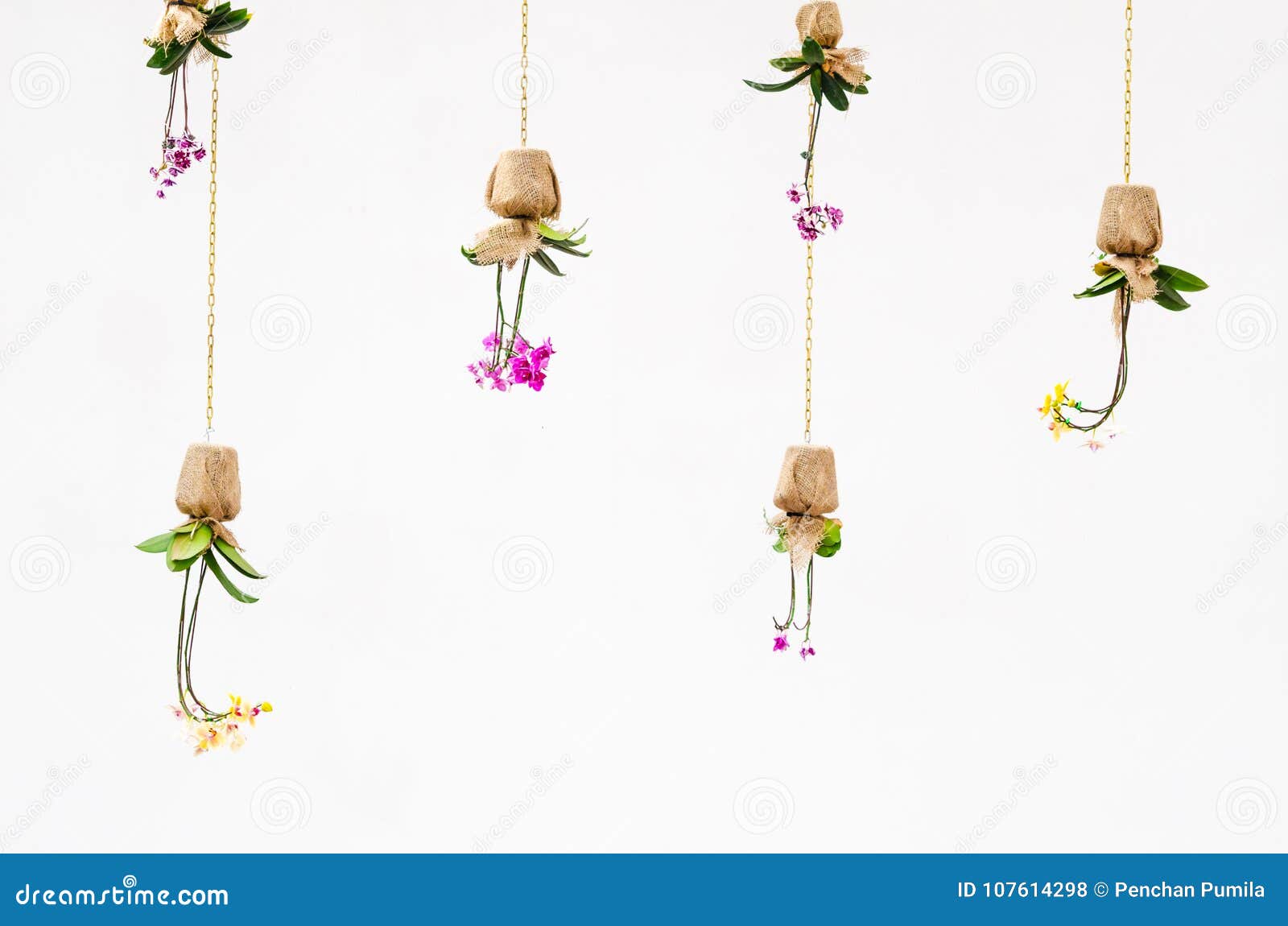 Beautiful Orchid in Pot Hanging. Stock Photo Image of white, flowers