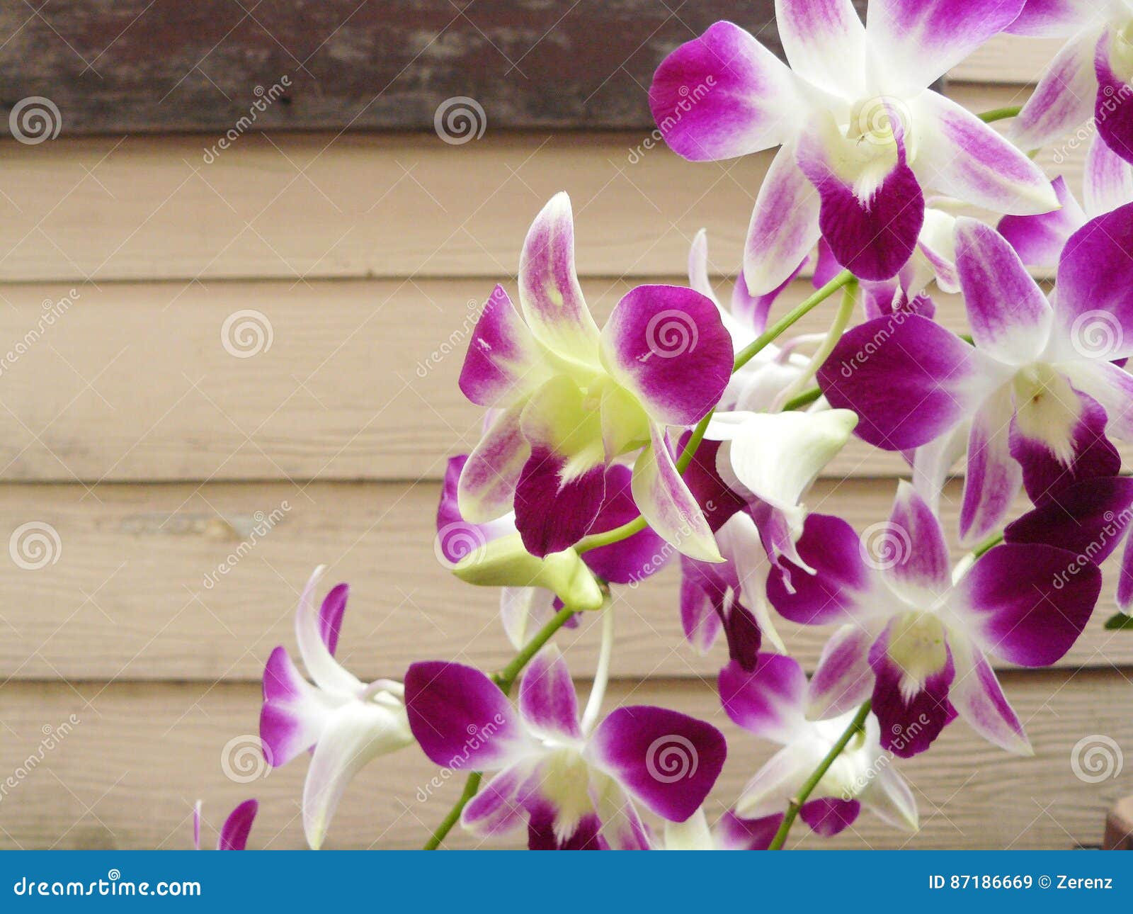 Beautiful Orchid. Purple Dendrobium Sonia Stock Image - Image of bright,  background: 87186669