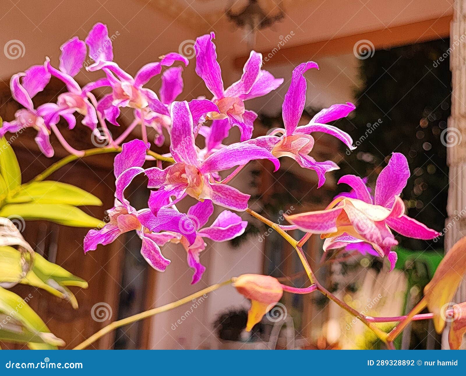 Beautiful Orchids are Charming, Longlasting Flowers Stock Photo Image of beautiful, mekarnya