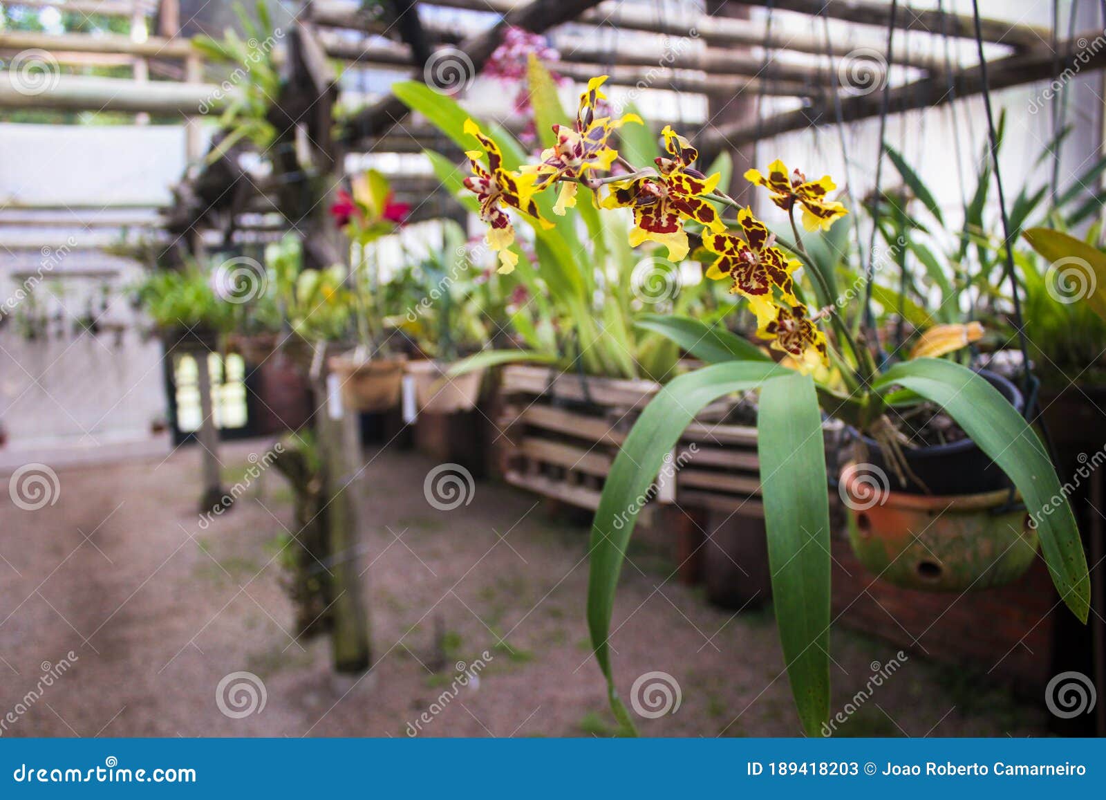 Beautiful Orchif Wiyh a Panther Patern Suspended in a Bow Stock Image -  Image of fresh, anniversary: 189418203