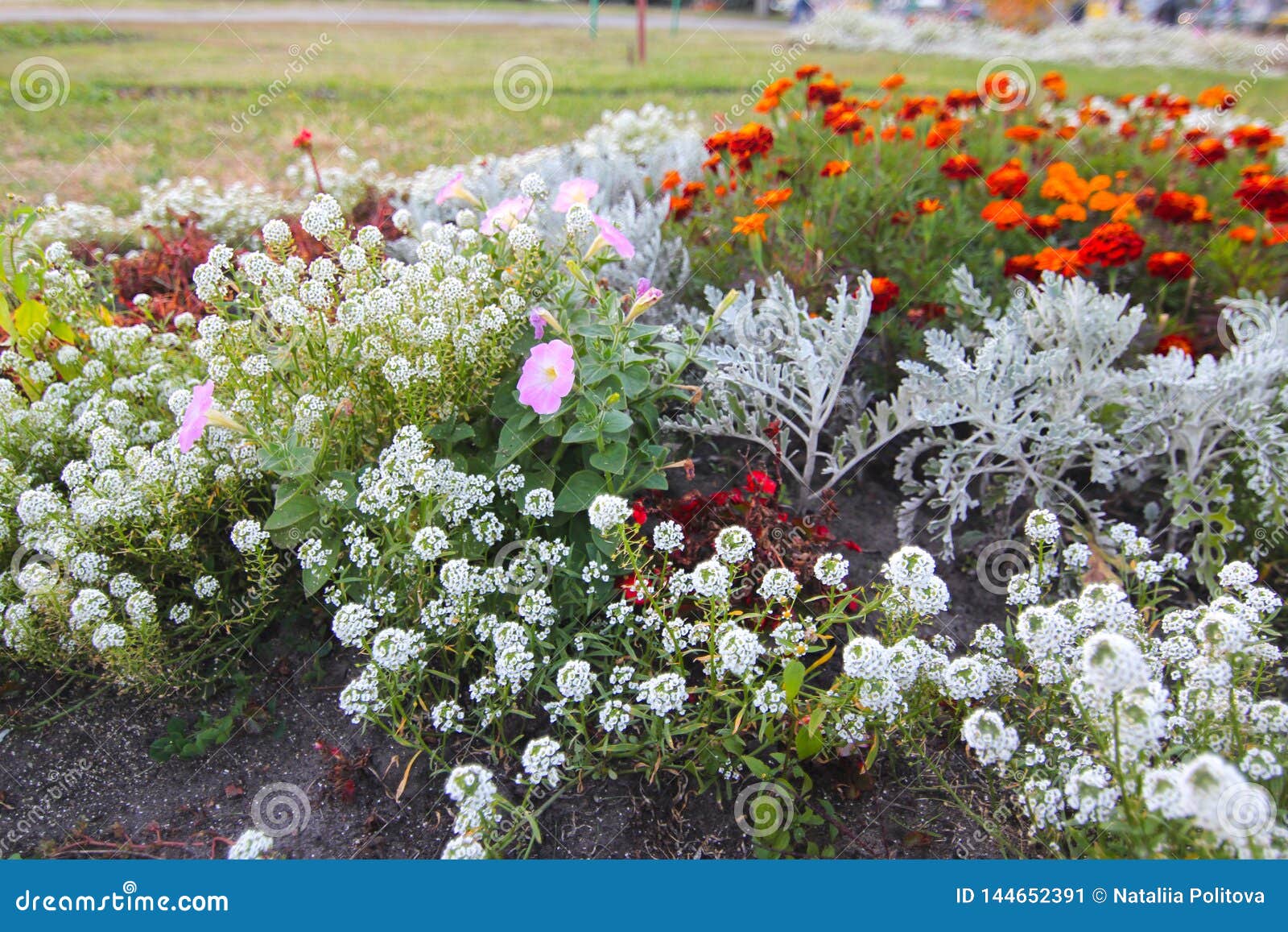 Beautiful Ornamental Flowerbed With Spring Flowers Lobularia Maritima