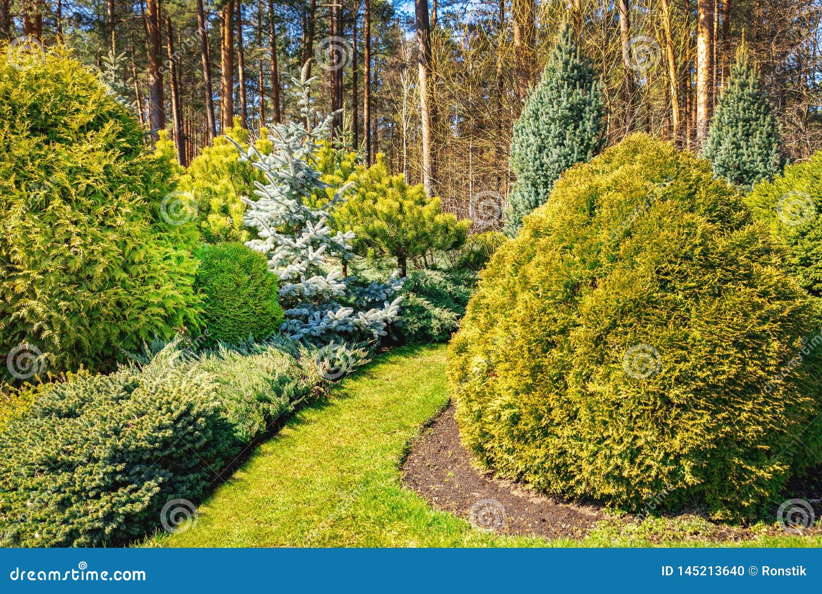 ornamental landscaped garden with conifers