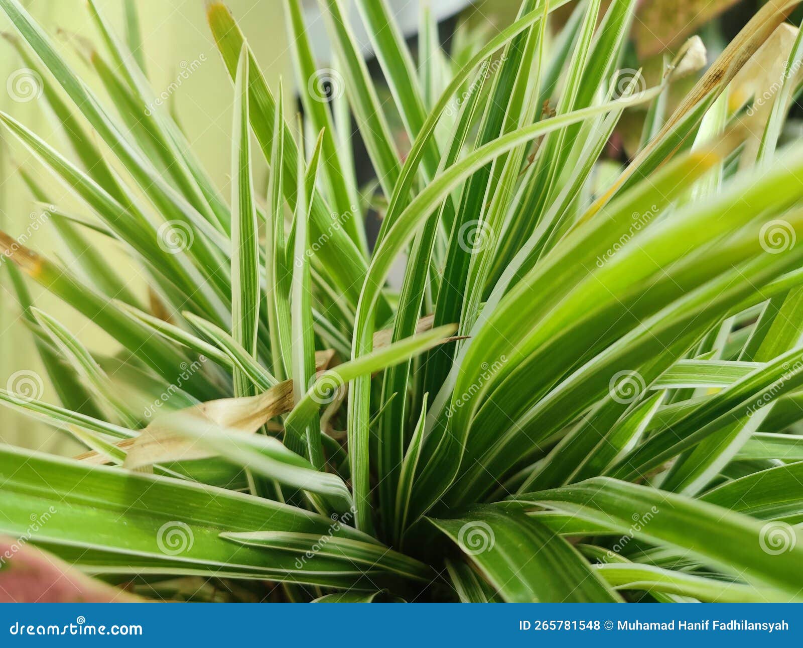 Beautiful Ornamental Plants in the Garden Stock Photo Image of food