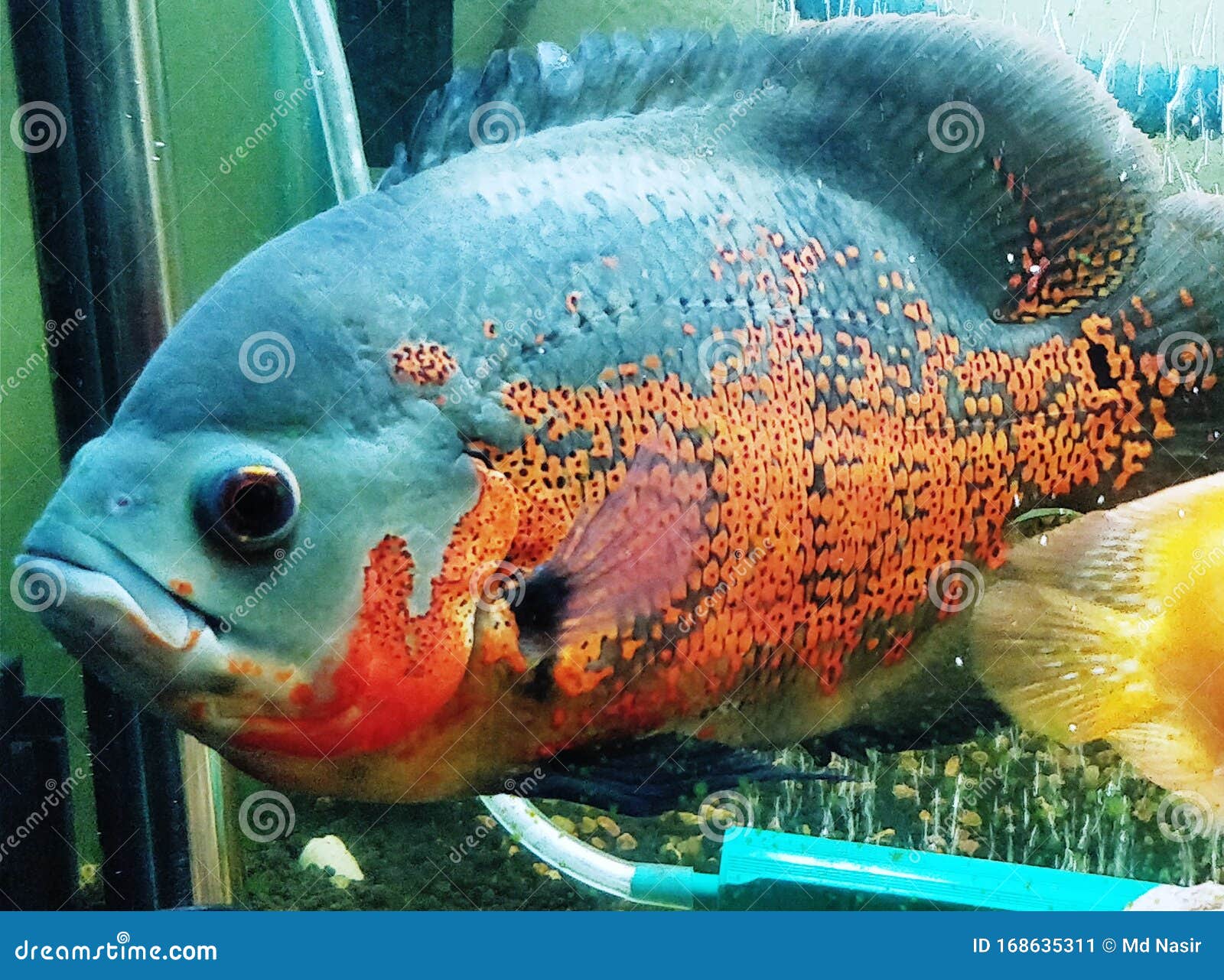 Beautiful Oscar Fish Freshwater Aquarium Stock Image - Image of wallpaper, oscar: 168635311 Beautiful Oscar Fish Freshwater Aquarium Stock Image - Image of wallpaper, oscar: 168635311