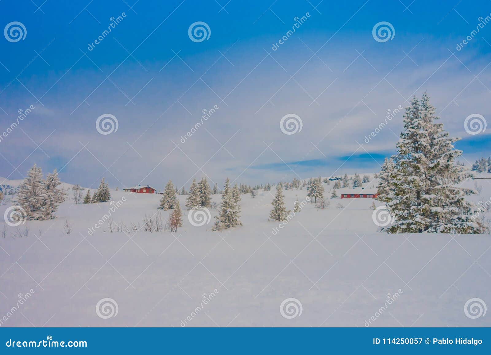 beautiful outdoor view of snow in pine trees during a heavy winter and wooden red houses in the horizont