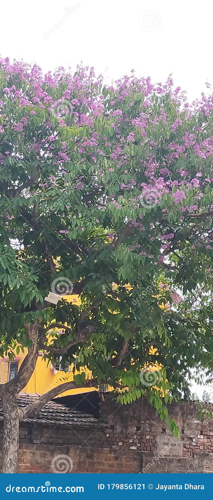Beautiful Oxford Blue Flower Tree Green Leaf Nature Light Stock Image Image Of Green Light Beautiful Oxford Blue Flower Tree Green Leaf Nature Light Stock Image Image Of Green Light