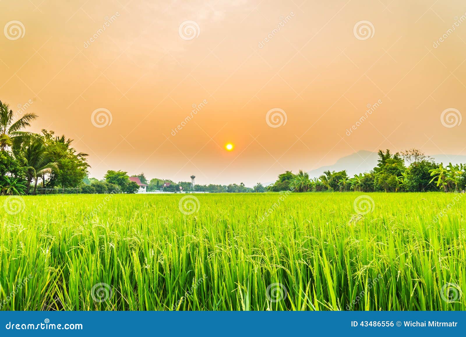 Beautiful Paddy With Nice Background Stock Photo Image 43486556