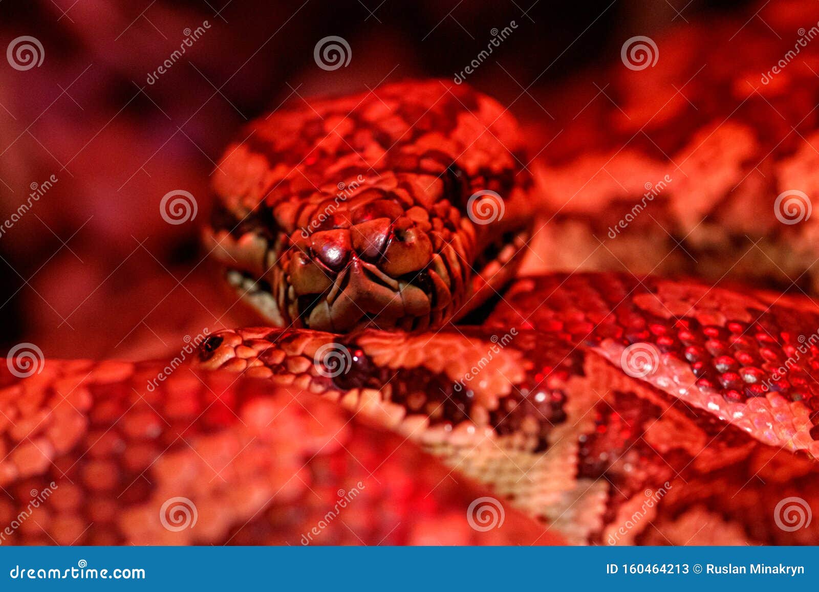 Beautiful Pair Of Kites Coastal Carpet Python Stock Image ...