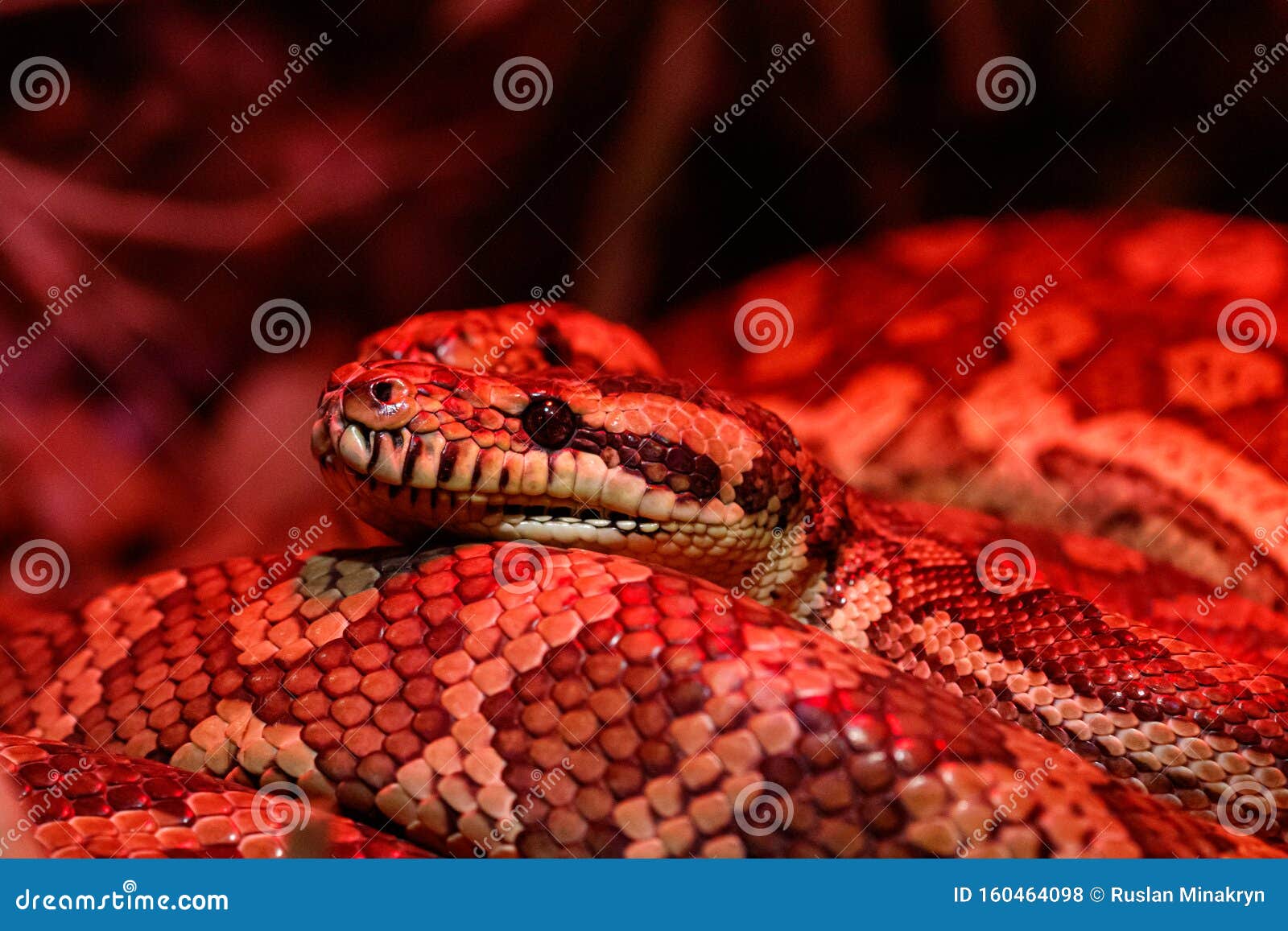 Beautiful Pair Of Kites Coastal Carpet Python Stock Photo ...