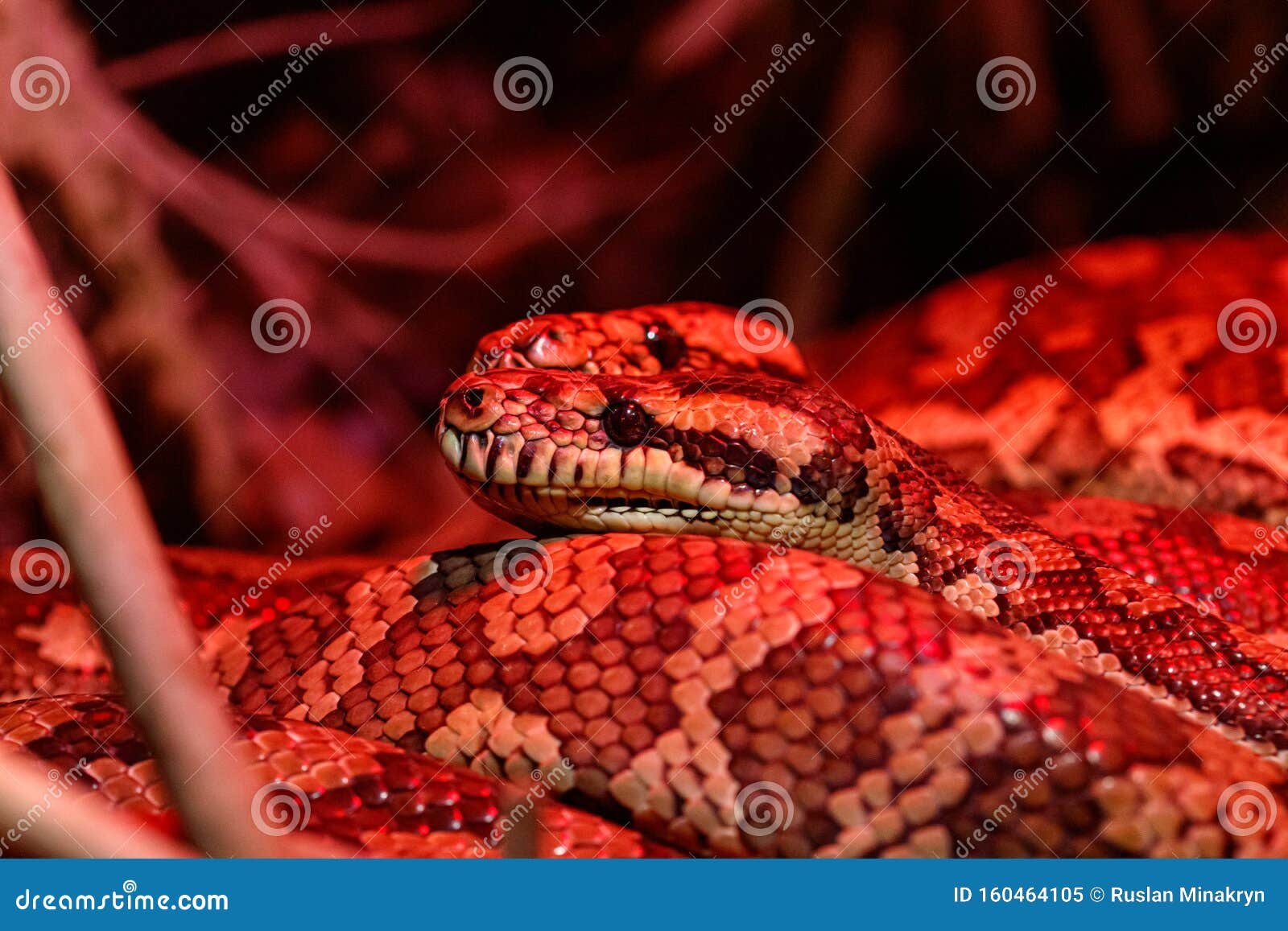 Beautiful Pair Of Kites Coastal Carpet Python Stock Image ...