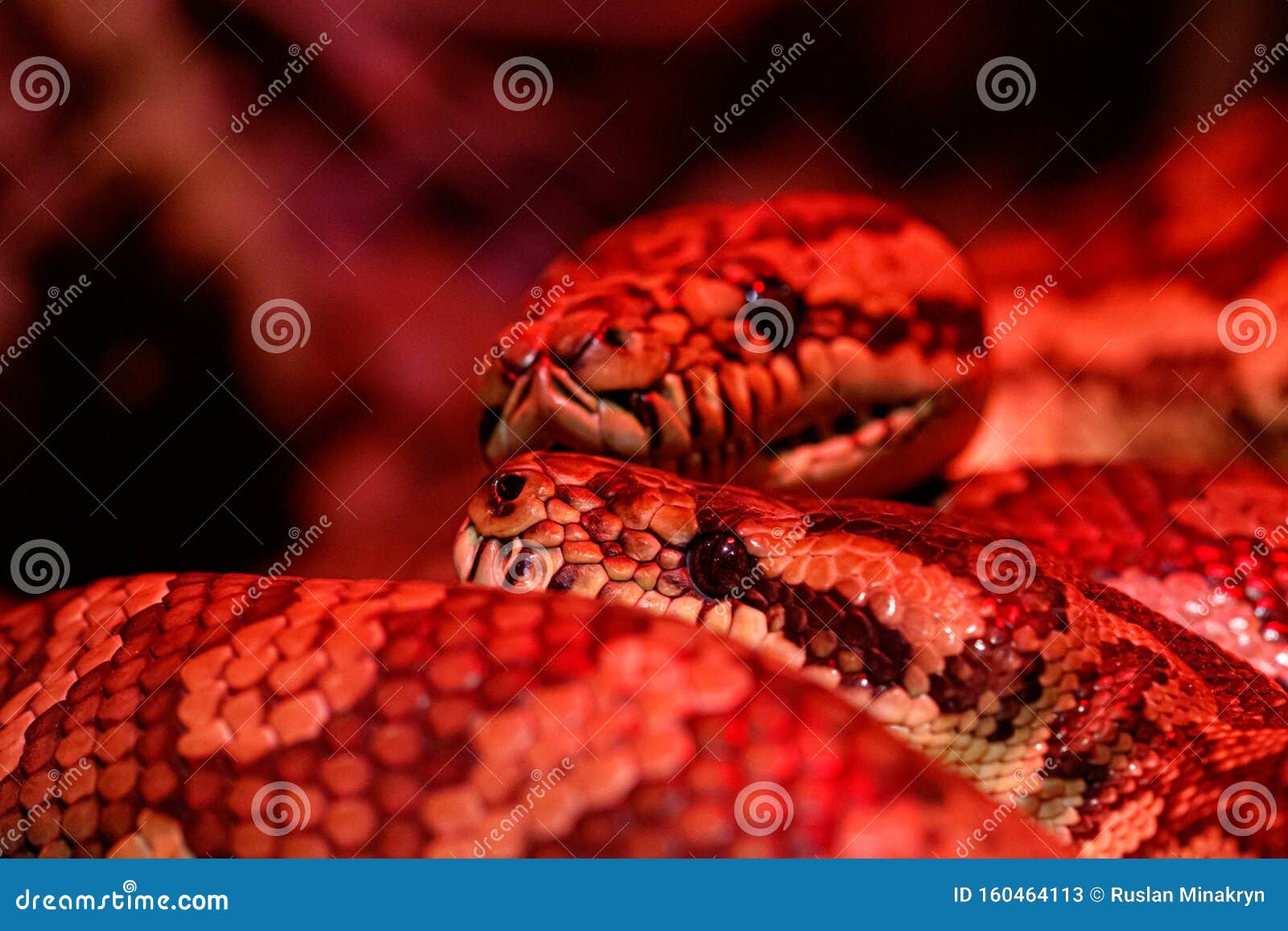 Beautiful Pair Of Kites Coastal Carpet Python Stock Image ...