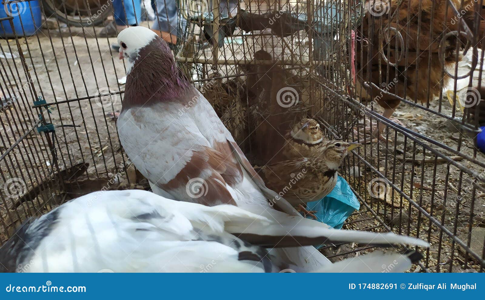 Beautiful Pair of Pigeons are Kept in Cage Stock Image Image of