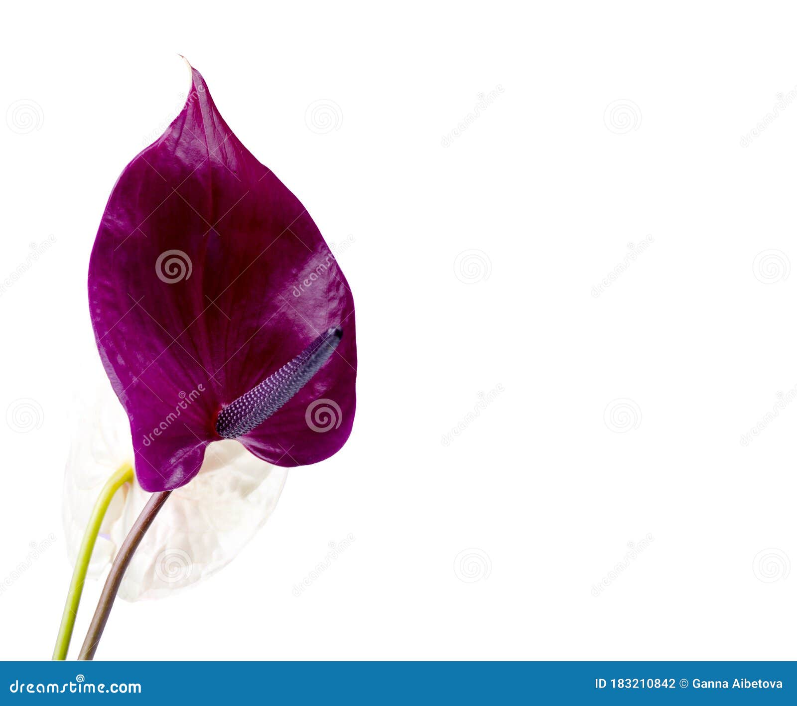 beautiful pair of purple and pink anthurium flowers. minimalistic background