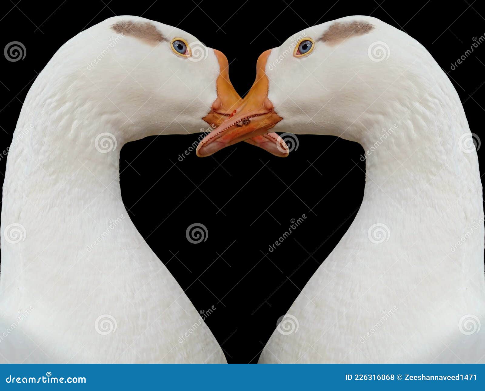 A Beautiful Pair of White Ducks in Romantic Mood. Love Birds, Heart Shape,  Sign or Symbol of Love. White Goose Wallpaper. Stock Photo - Image of  concept, freedom: 226316068
