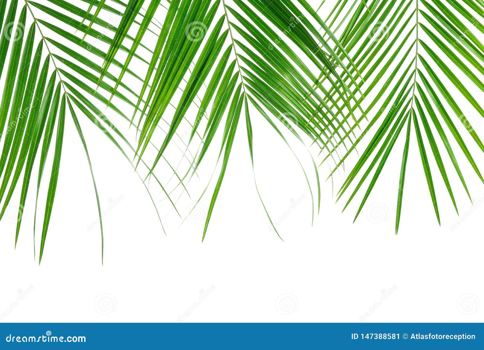 Beautiful Palm Leaves Isolated on White Background Stock Image - Image