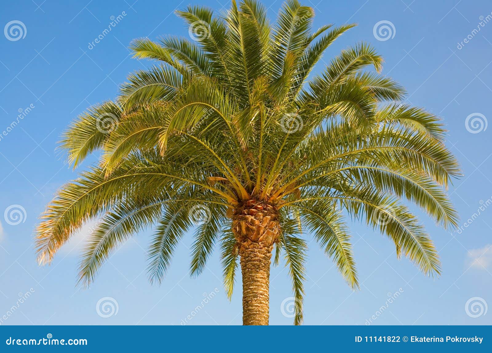 Beautiful palm tree stock photo. Image of vacation, tree 11141822