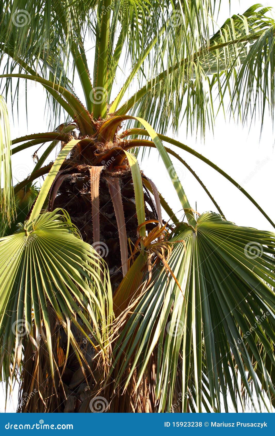 Beautiful Palm Tree stock photo. Image of peaceful, shade 15923238