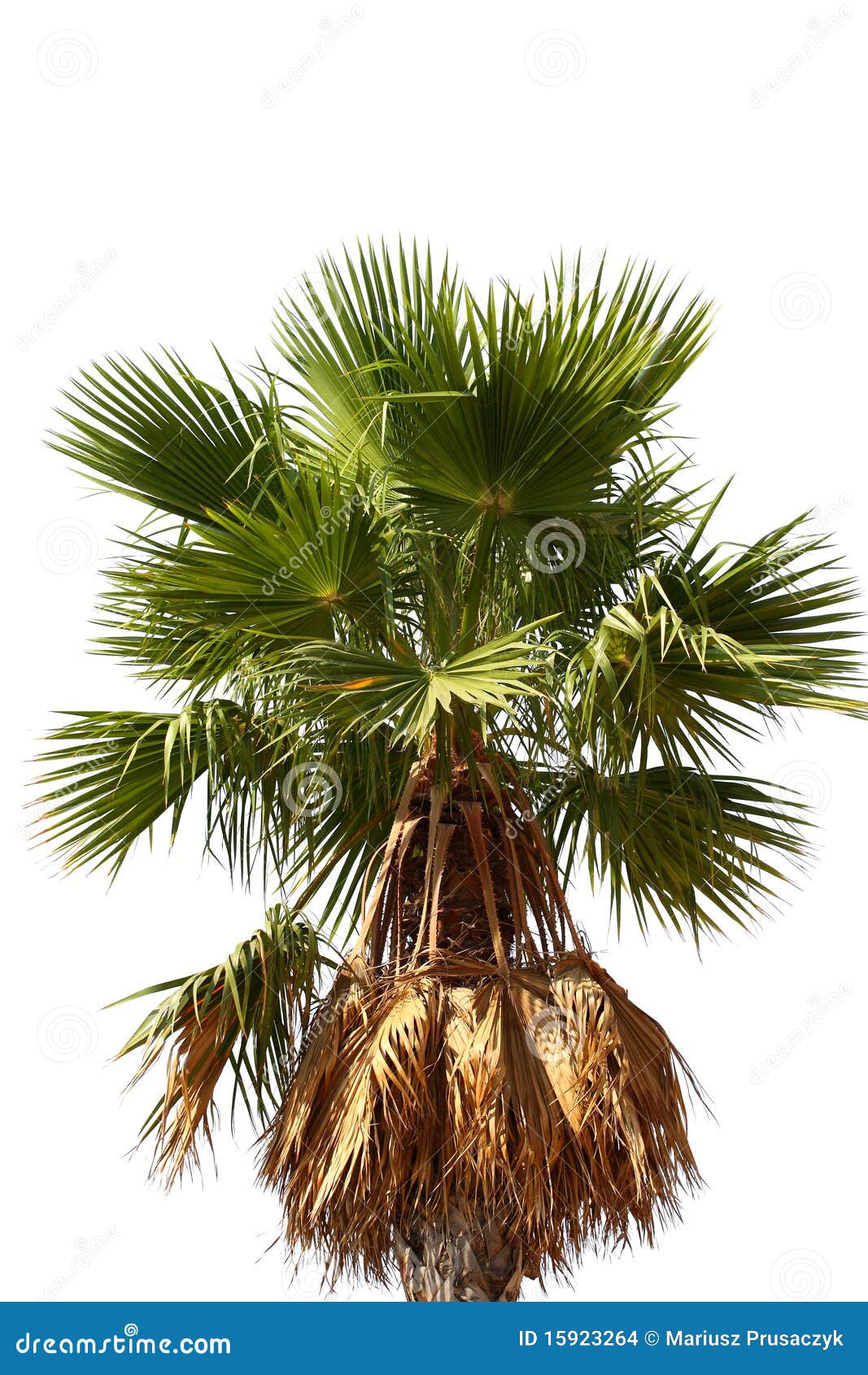 beautiful palm tree