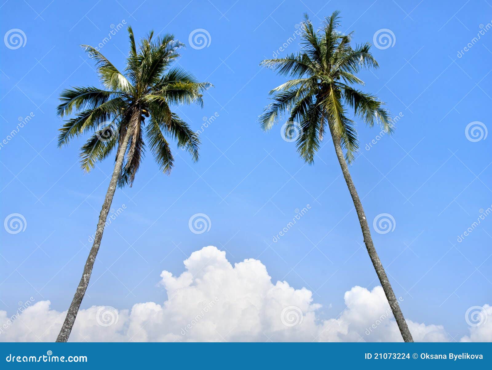 Beautiful palm tree stock photo. Image of sand, ocean - 21073224