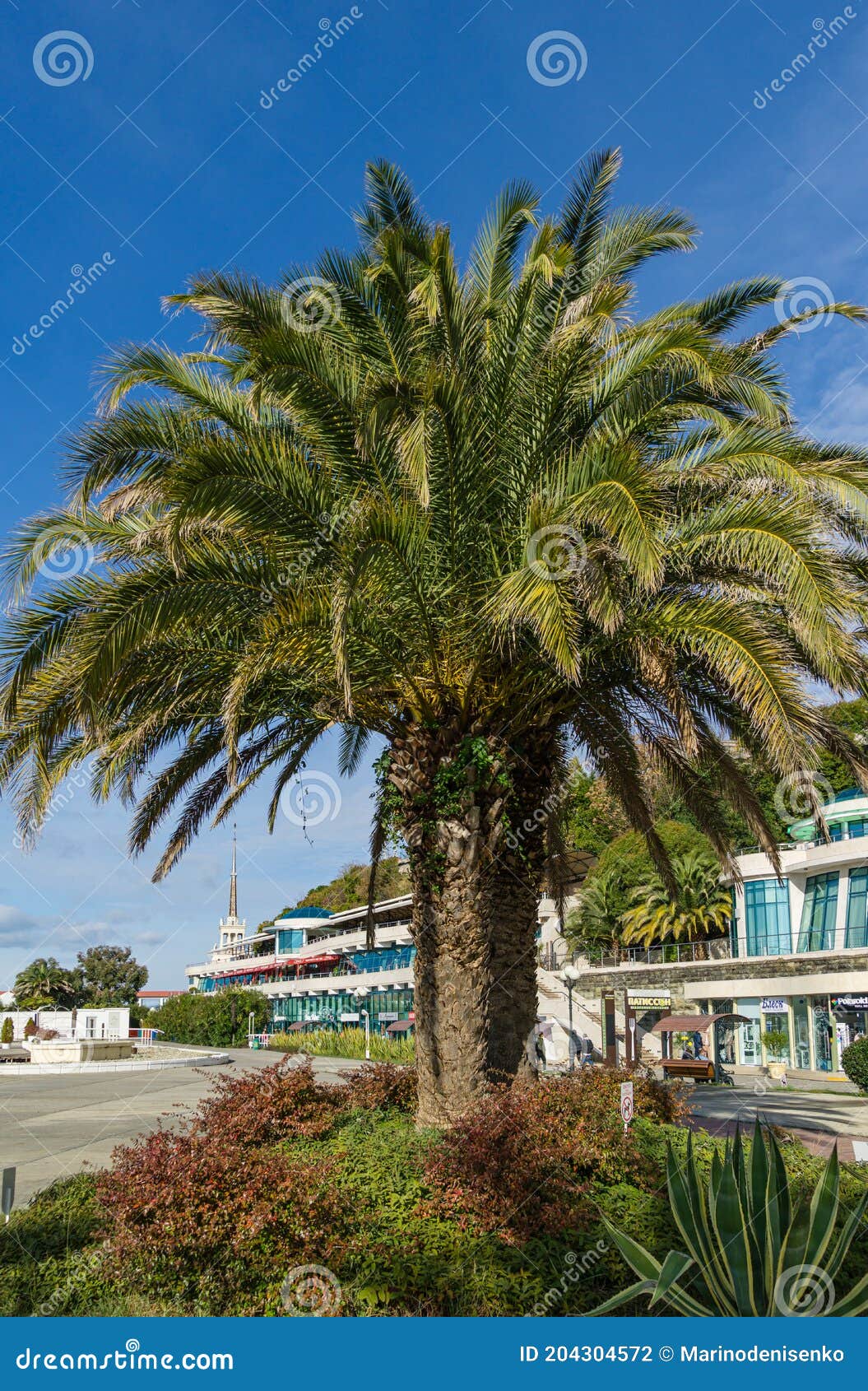 Beautiful Palm Tree Canary Island Date Palm Phoenix Canariensis in ...