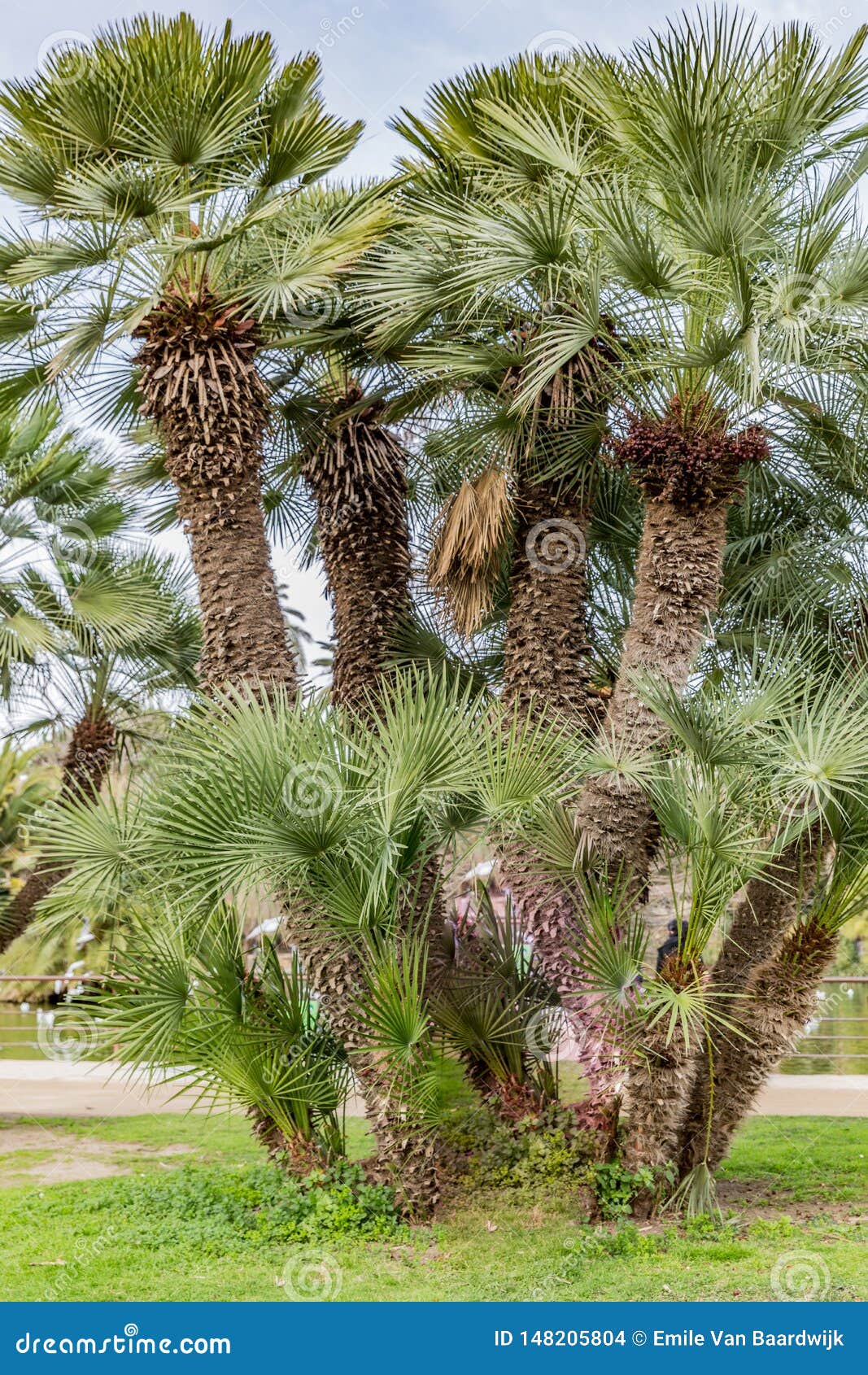 beautiful palm tree known as palmito or dwarf palmera chamaerops humilis with thick trunks and irregular 