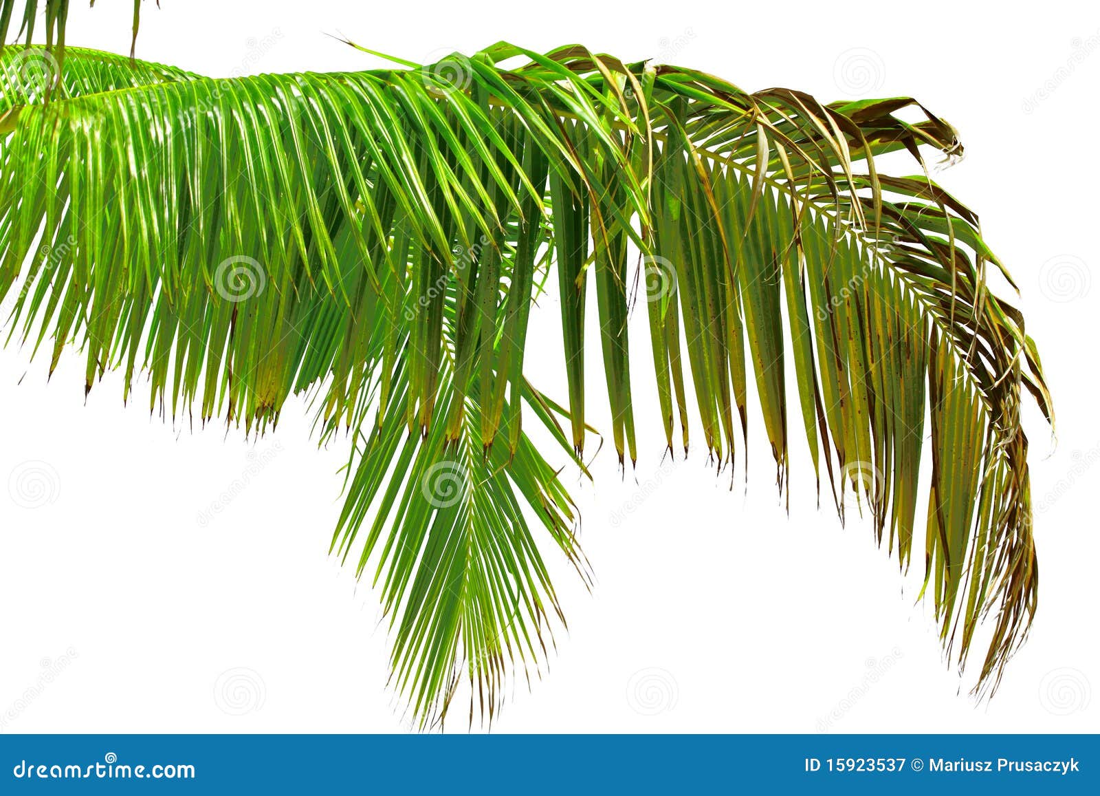 beautiful palm tree leaf