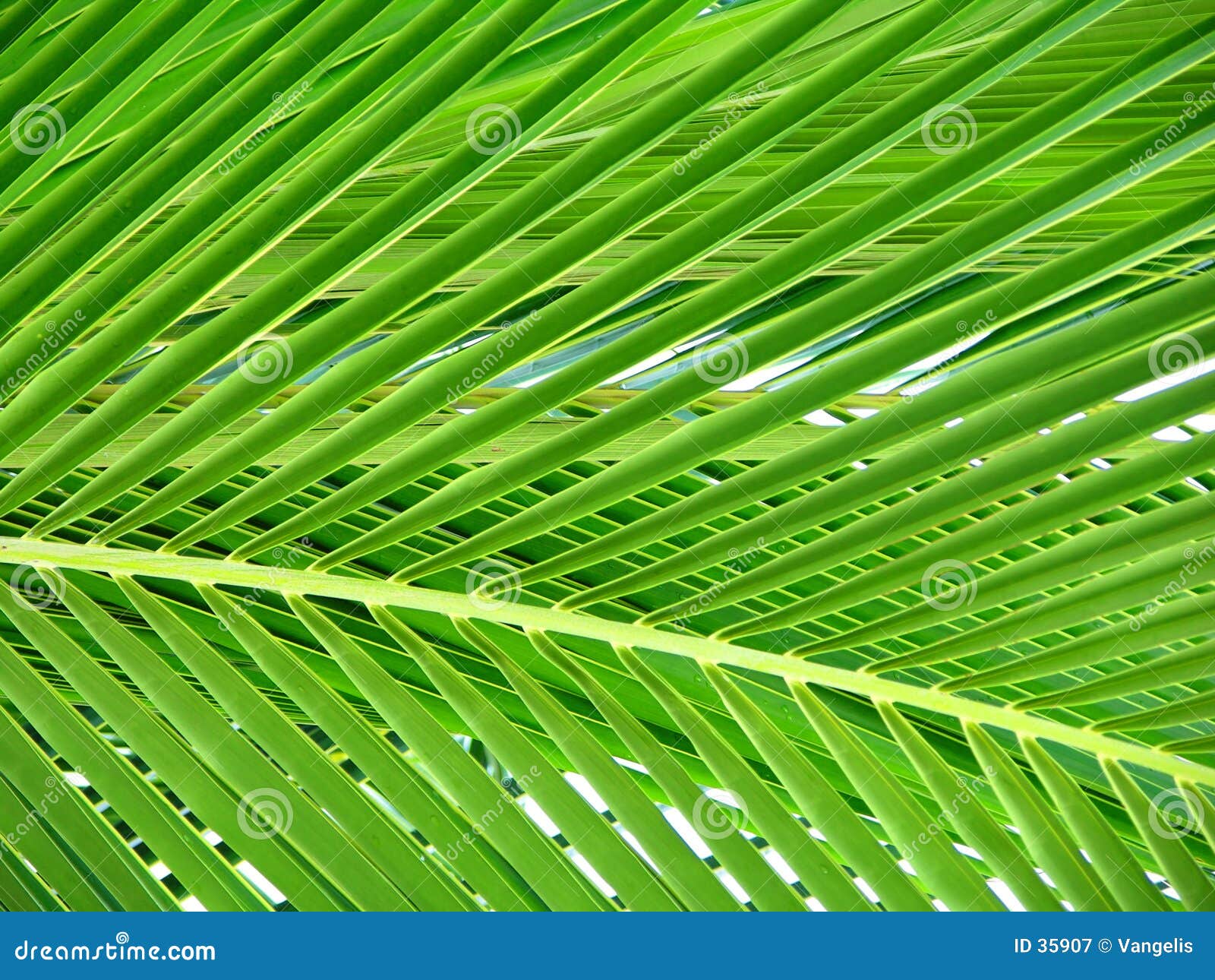 Beautiful Palm Tree Leaf stock image. Image of warm, tropics 35907