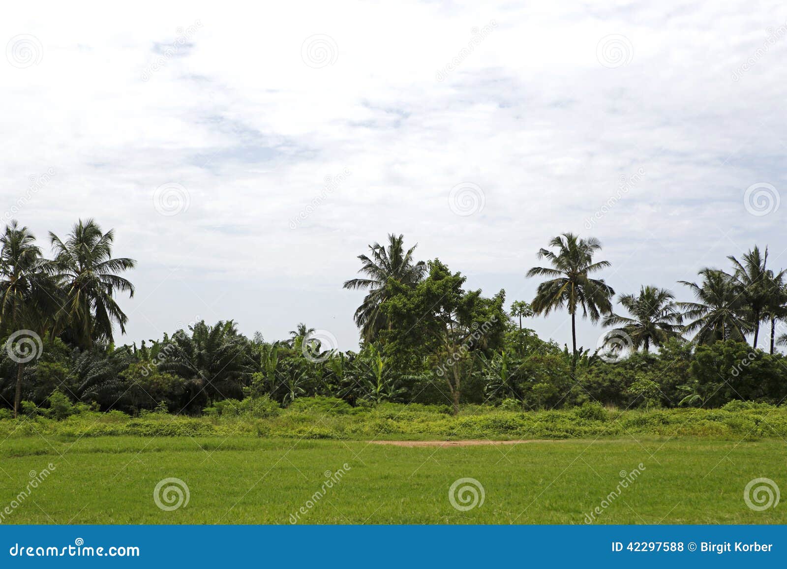 Beautiful palm trees stock photo. Image of nigeria, niger 42297588