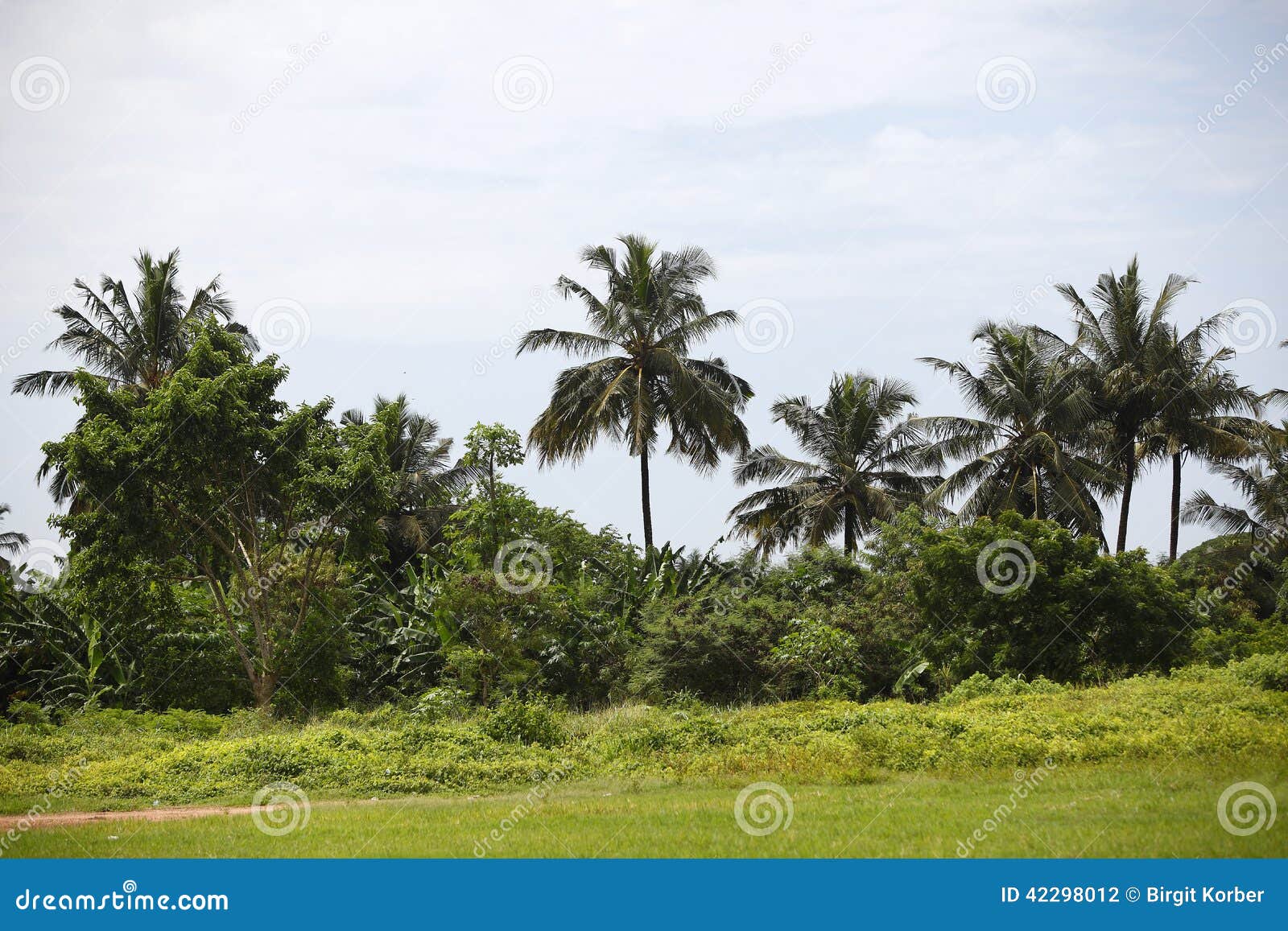Beautiful palm trees stock photo. Image of namibia, south 42298012